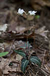 Pipsissewa <BR>Spotted wintergreen